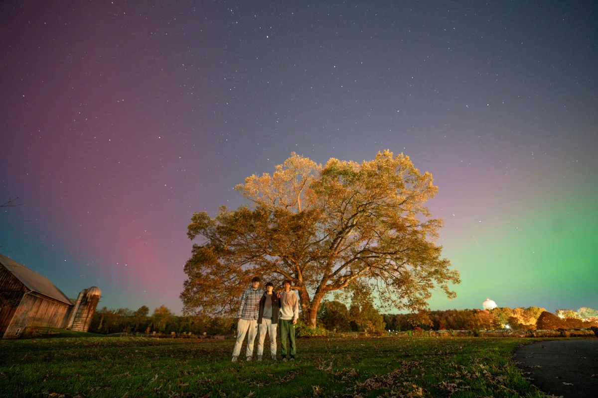 Aurora and lone tree
