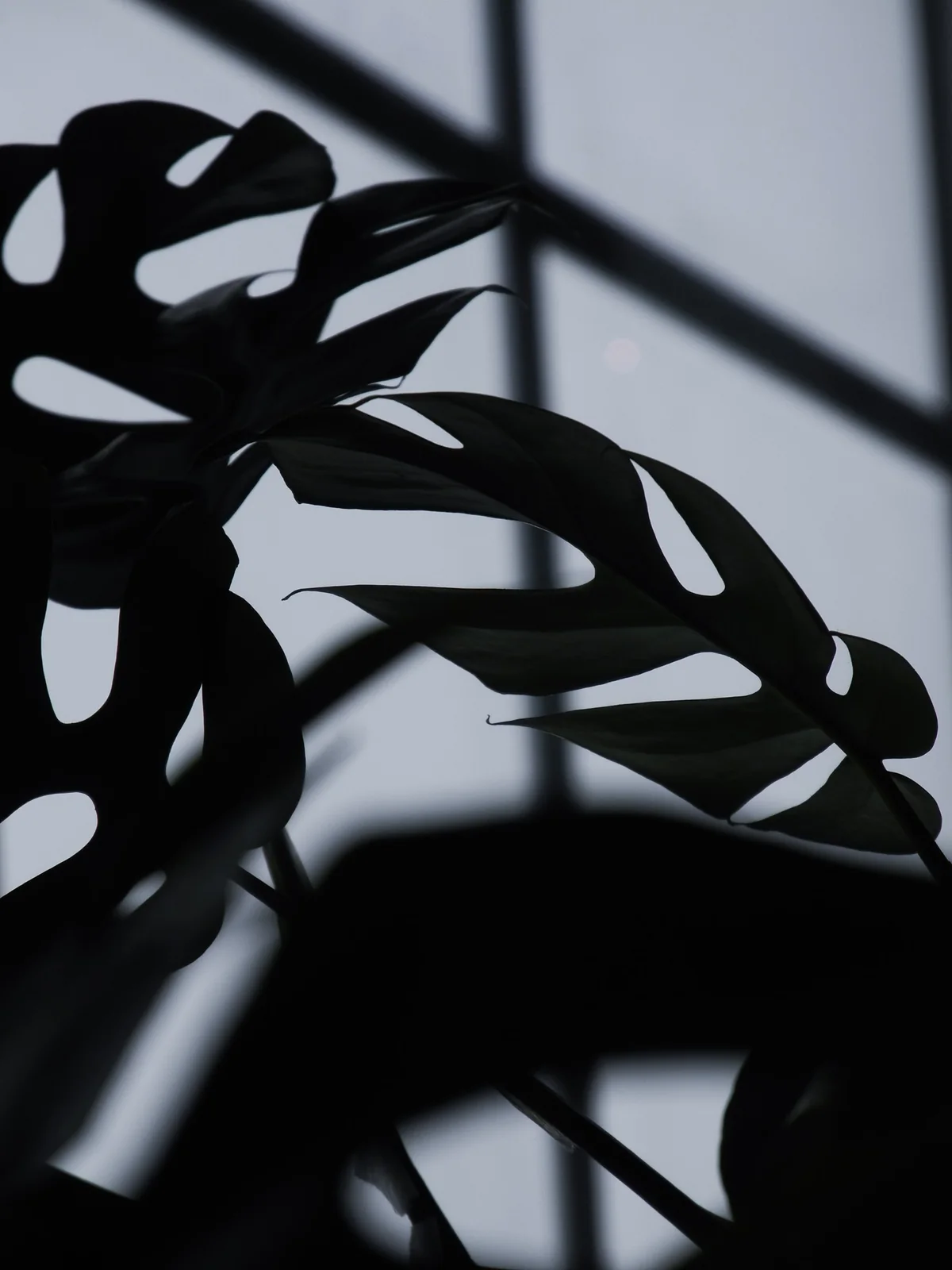 Plant shadows